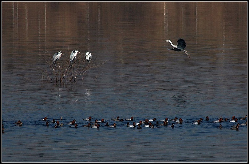 朋自远方来不亦乐乎解析 20090421_7ed6d65ab74ecb862202ear3yhD4UtEp.jpg