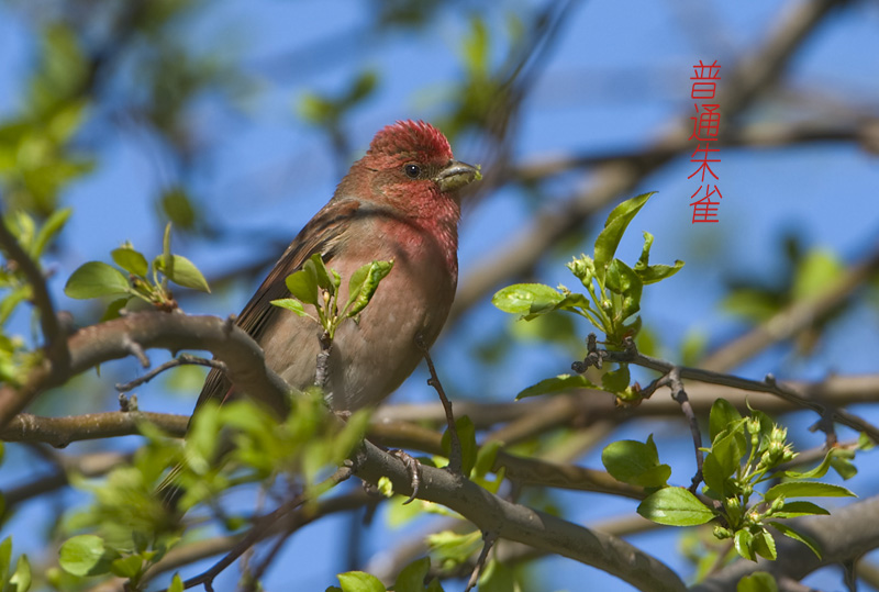 dsc_3815普通朱雀.jpg