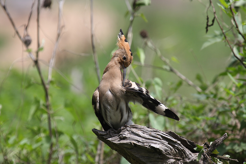 戴圣 - 林鸟版 Forest Birds 鸟网