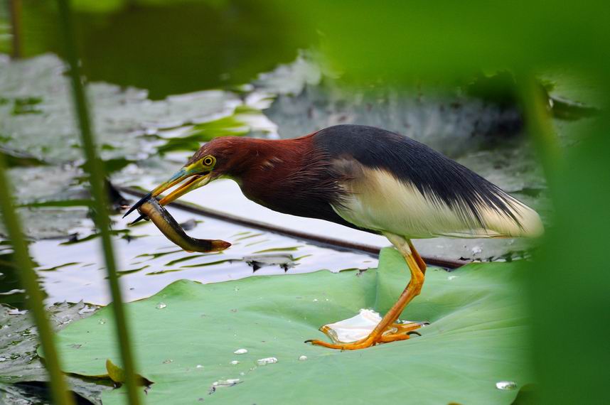 池鹭吃泥鳅