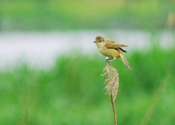 东方大苇茑 - 观鸟拍鸟之旅 Bird Trip Reports 鸟