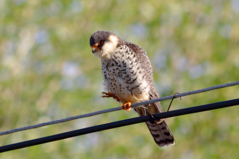 隼 20090620_ed7d521b359c078cf901nSMXPaB8GhQV.jpg