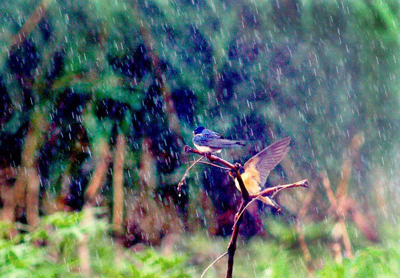 雨中的燕子