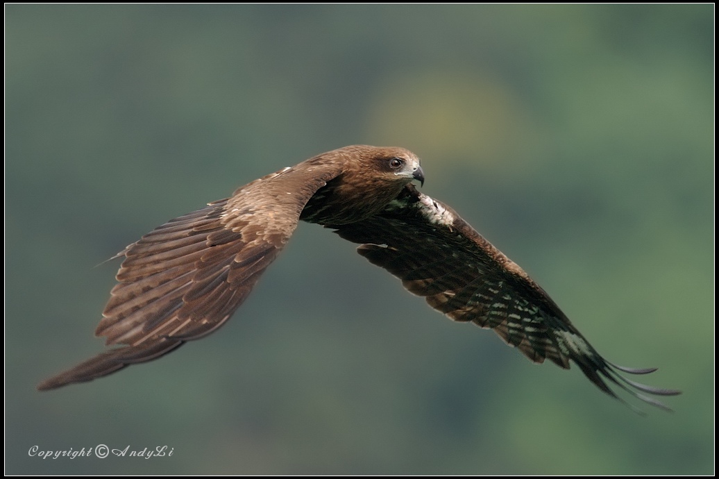 (黑鸢 black kite 黑鸢