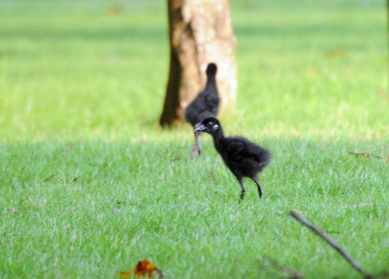 树上一只鸟 折断一个树枝猜成语_折断的树枝(3)