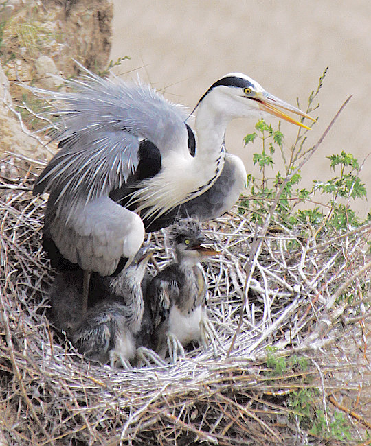 记录苍鹭五兄弟<em>姊妹一家</em>(3} - 大中型涉禽 Shor
