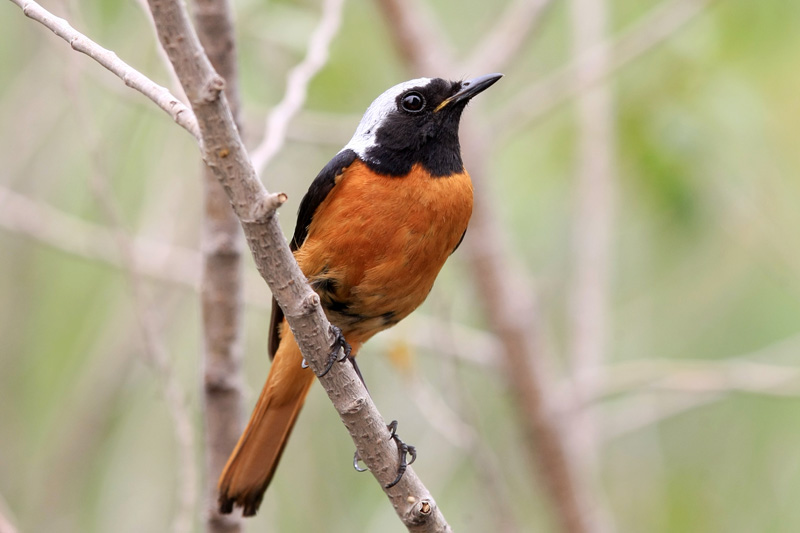 怎样有效驱赶麻雀 20090706_18c2c1ca0848419897acHhgJ3Y2Y5zqz.jpg