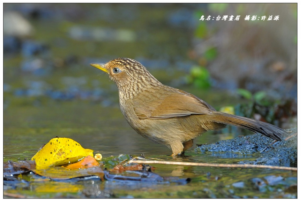 台湾画眉 - 林鸟版 Forest Birds 鸟网