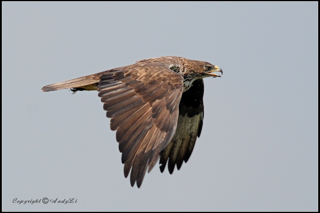 隼白简笔画 20090821_c71e4c420564be004fd0srr44JRNIMWK.jpg