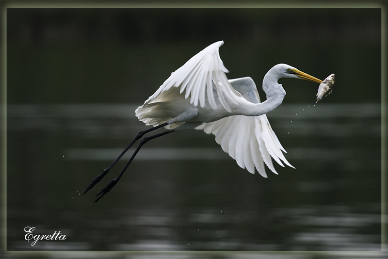 掠食_掠食者_掠食2_淘宝助理