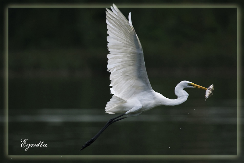 掠食_掠食者_掠食2_淘宝助理