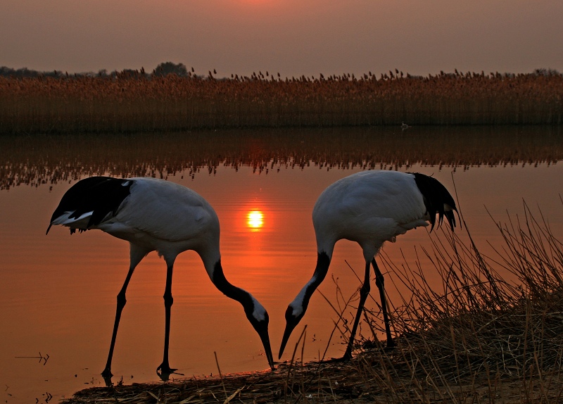 夕阳恋