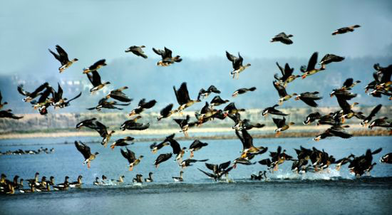 万只候鸟齐聚宿松华阳湖湿地过春节 - 生态信