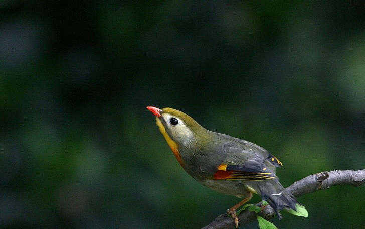 莺歌燕舞贺破万