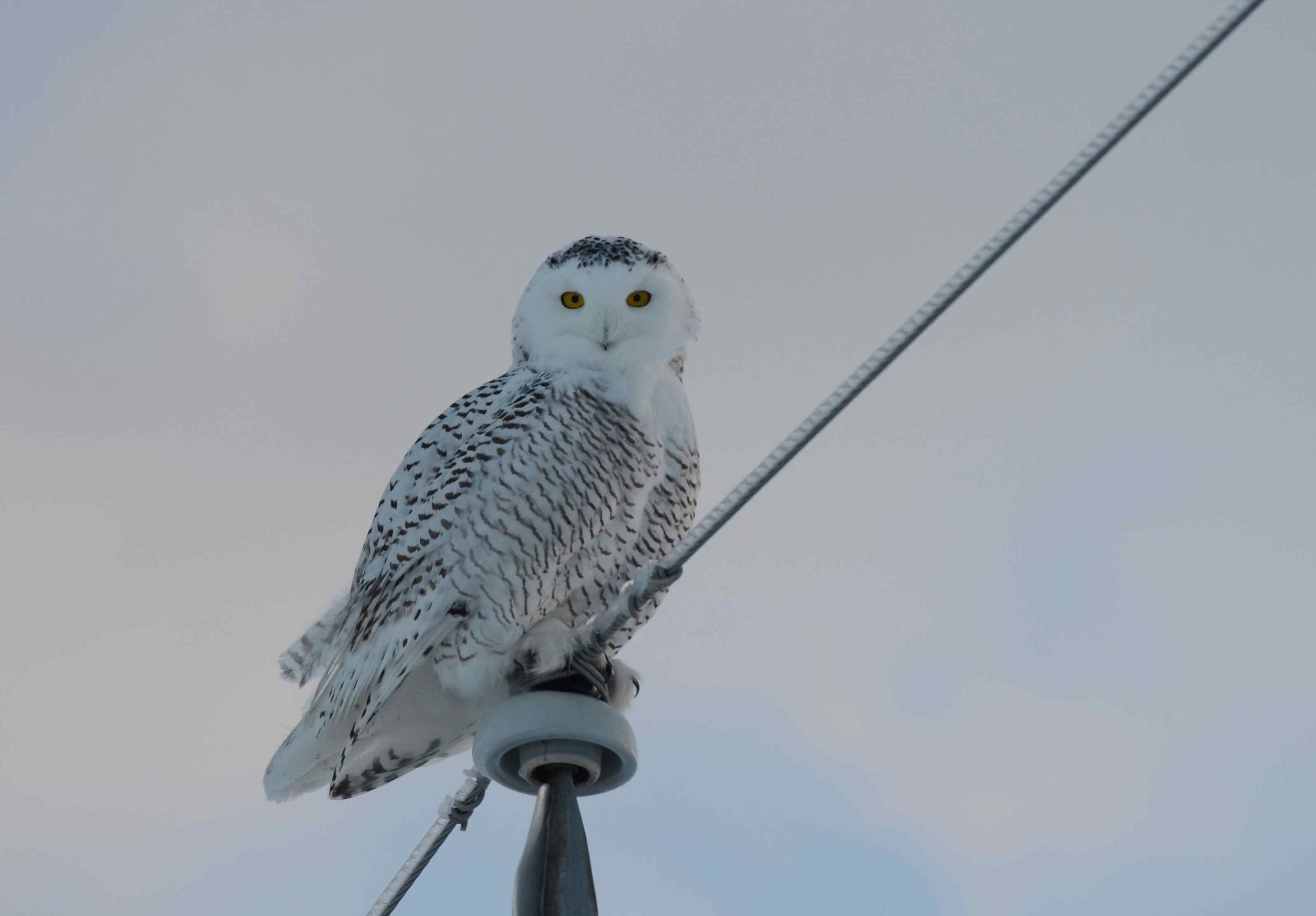 snowy owl-雪