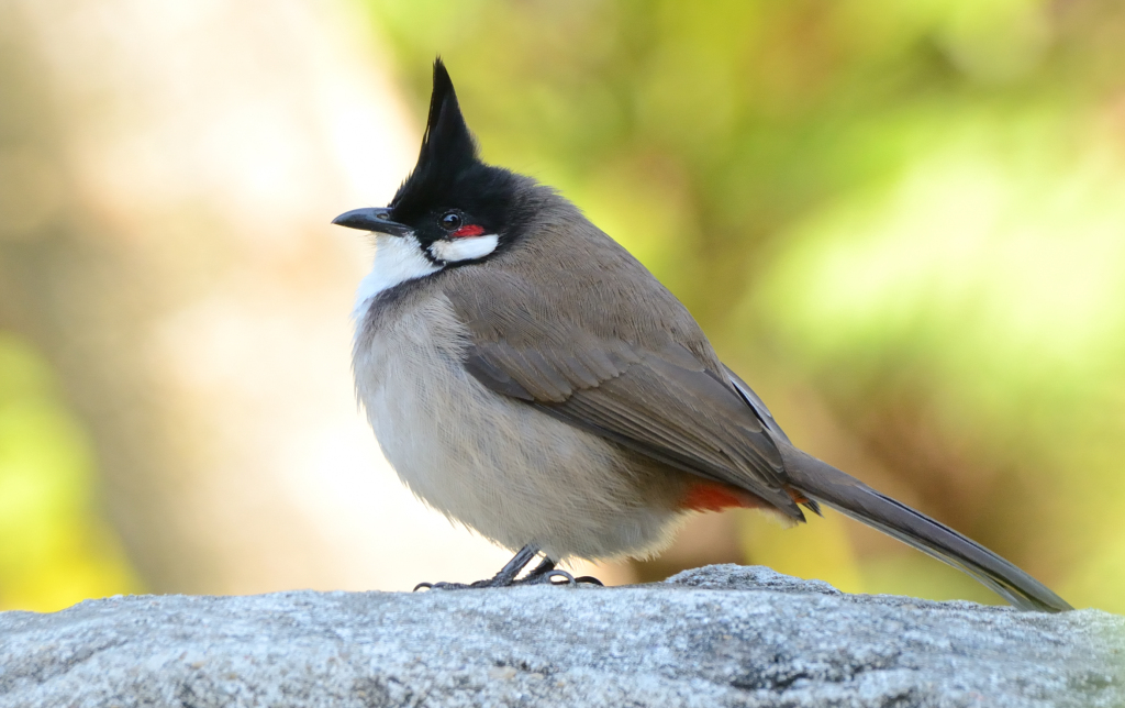 在深圳拍的红耳鹎请教红耳鹎如何区分雌雄