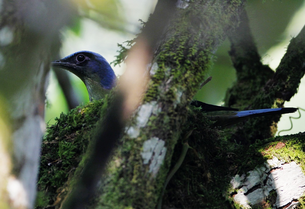 2011年4月17号在因他浓国家公园第二个检查站路边的树上有窝绿宽嘴鸫