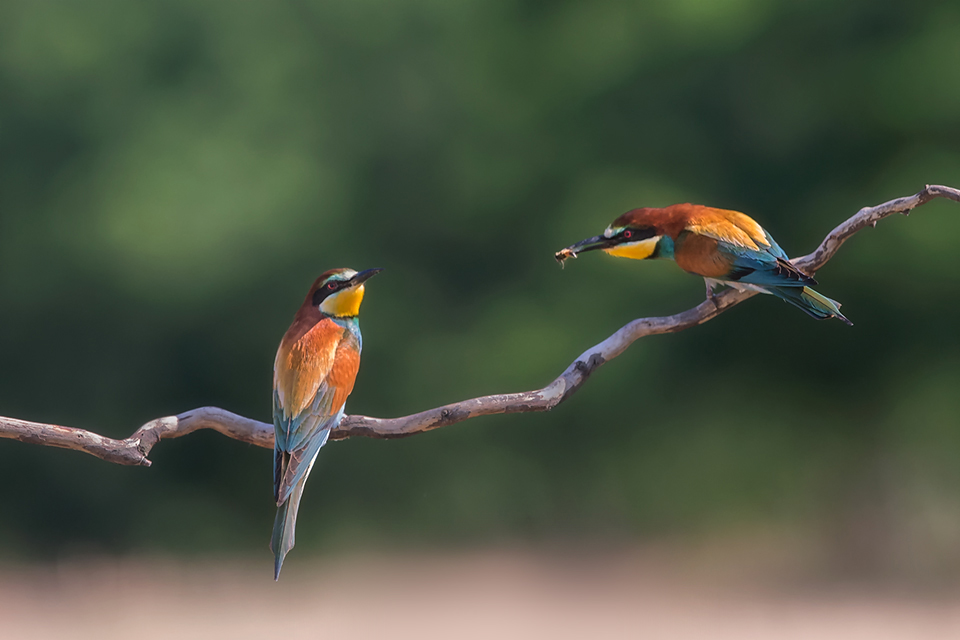 欧洲潜伏打鸟记之二黄喉蜂虎europeanbeeeater