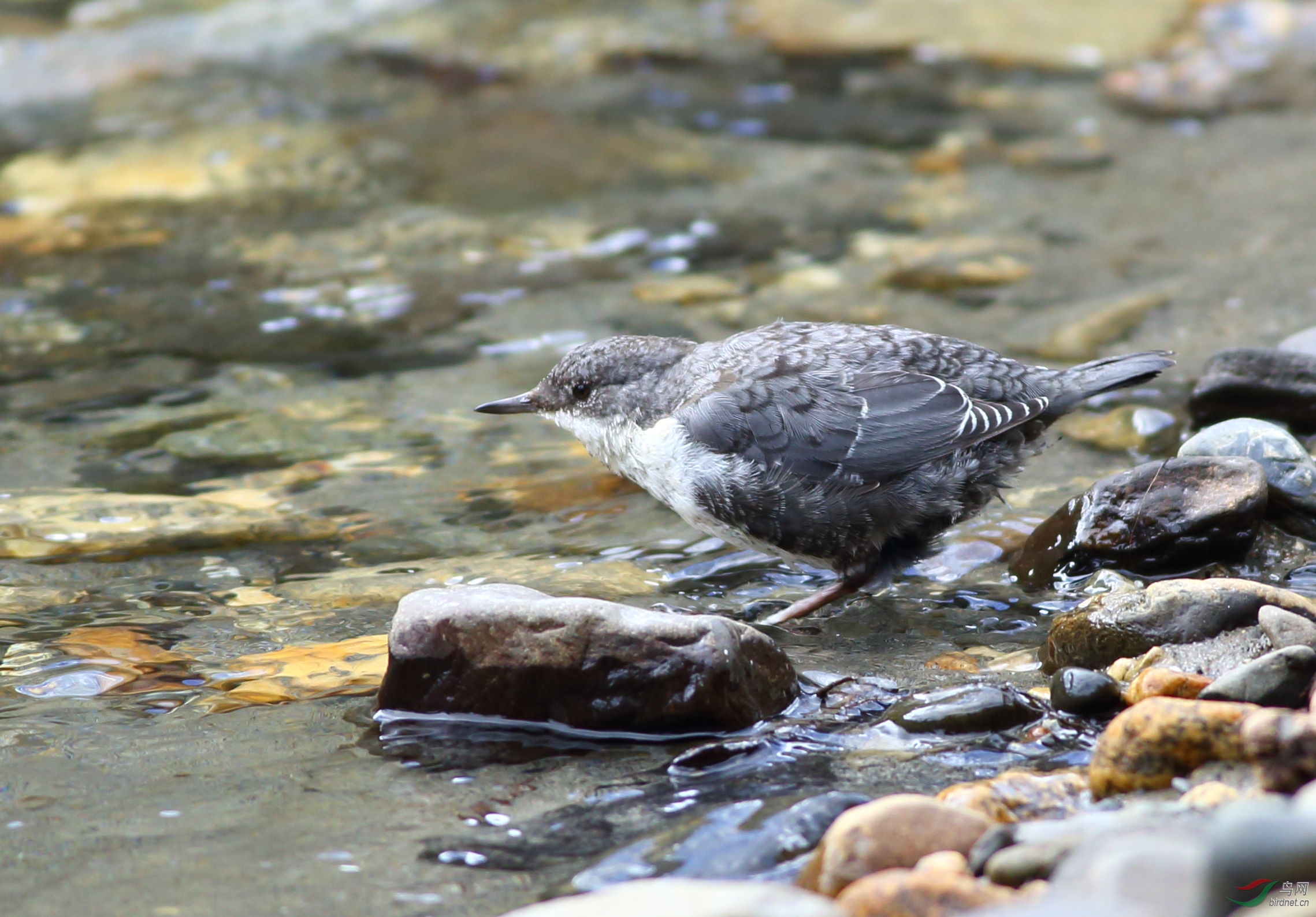 溪流的舞者河乌