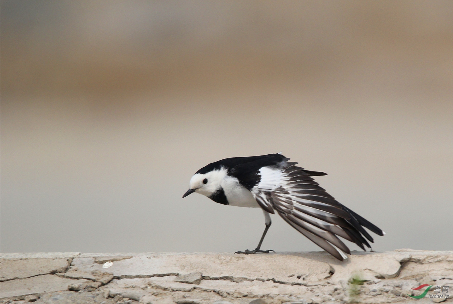 展展翅的白鹡鸰拍于南海子二期