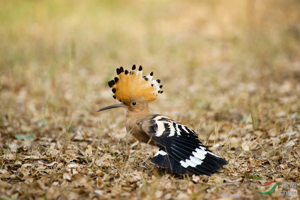 16 戴胜鸟 hoopoe