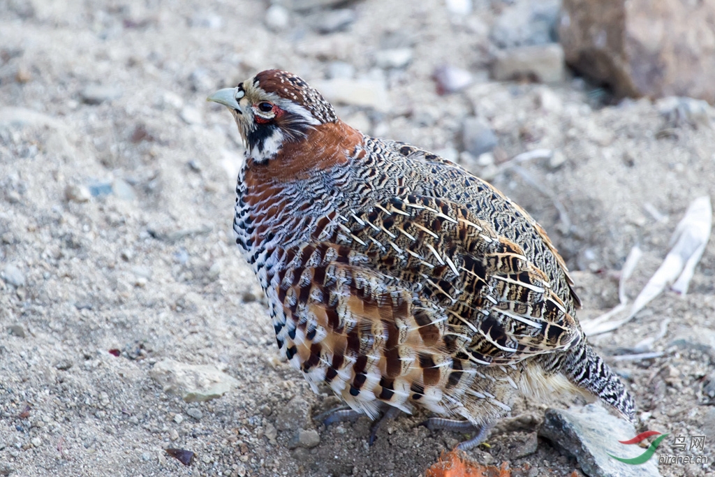 9 高原山鹑 tibetan partridge