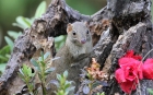 行摄日志：马鹿塘的小松鼠