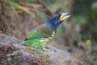 马鹿塘的故事：石阶上的大拟啄木鸟