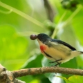 红胸啄花鸟
