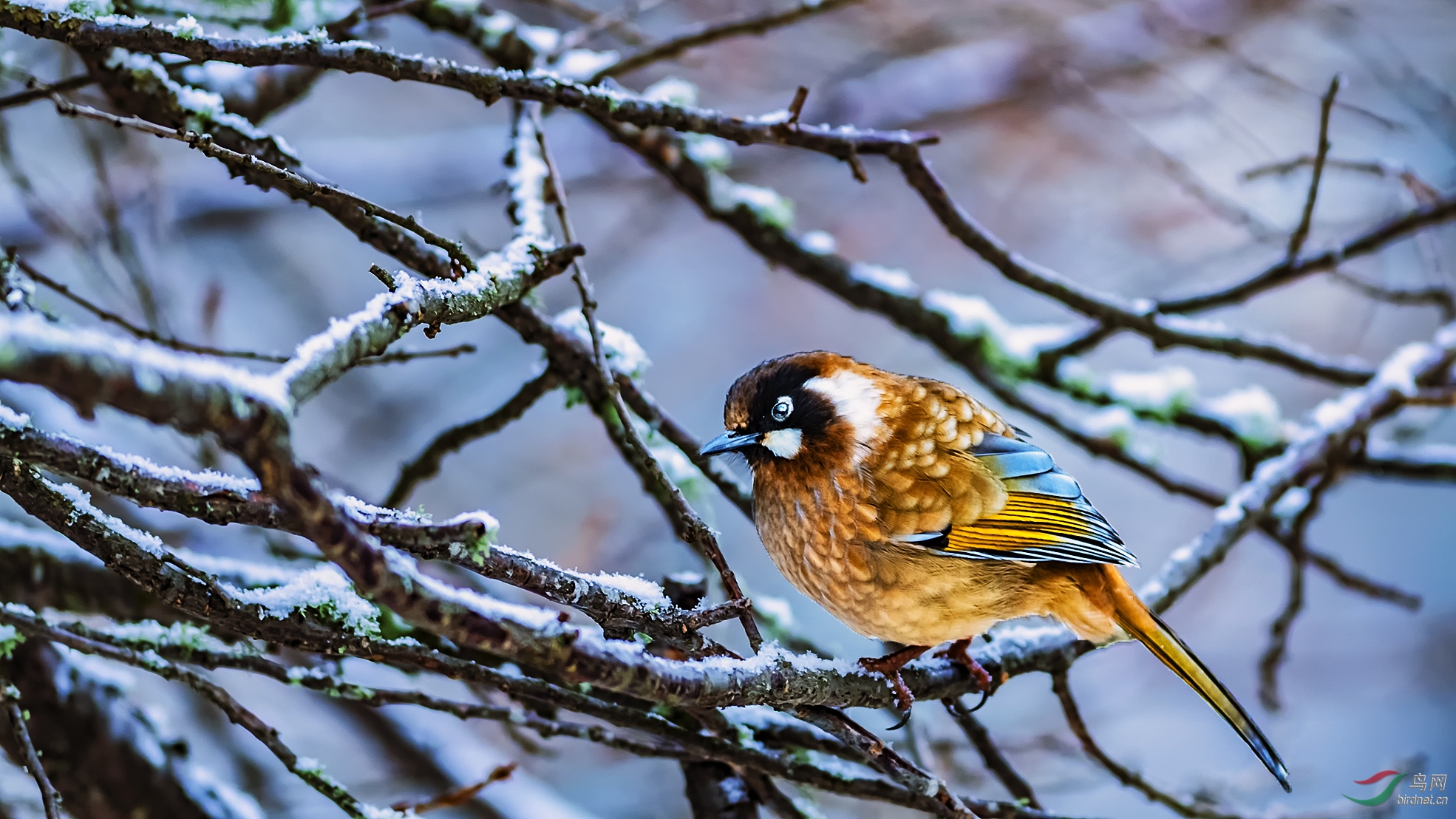 鸟网图谱-我的图谱-北京老房鸟网