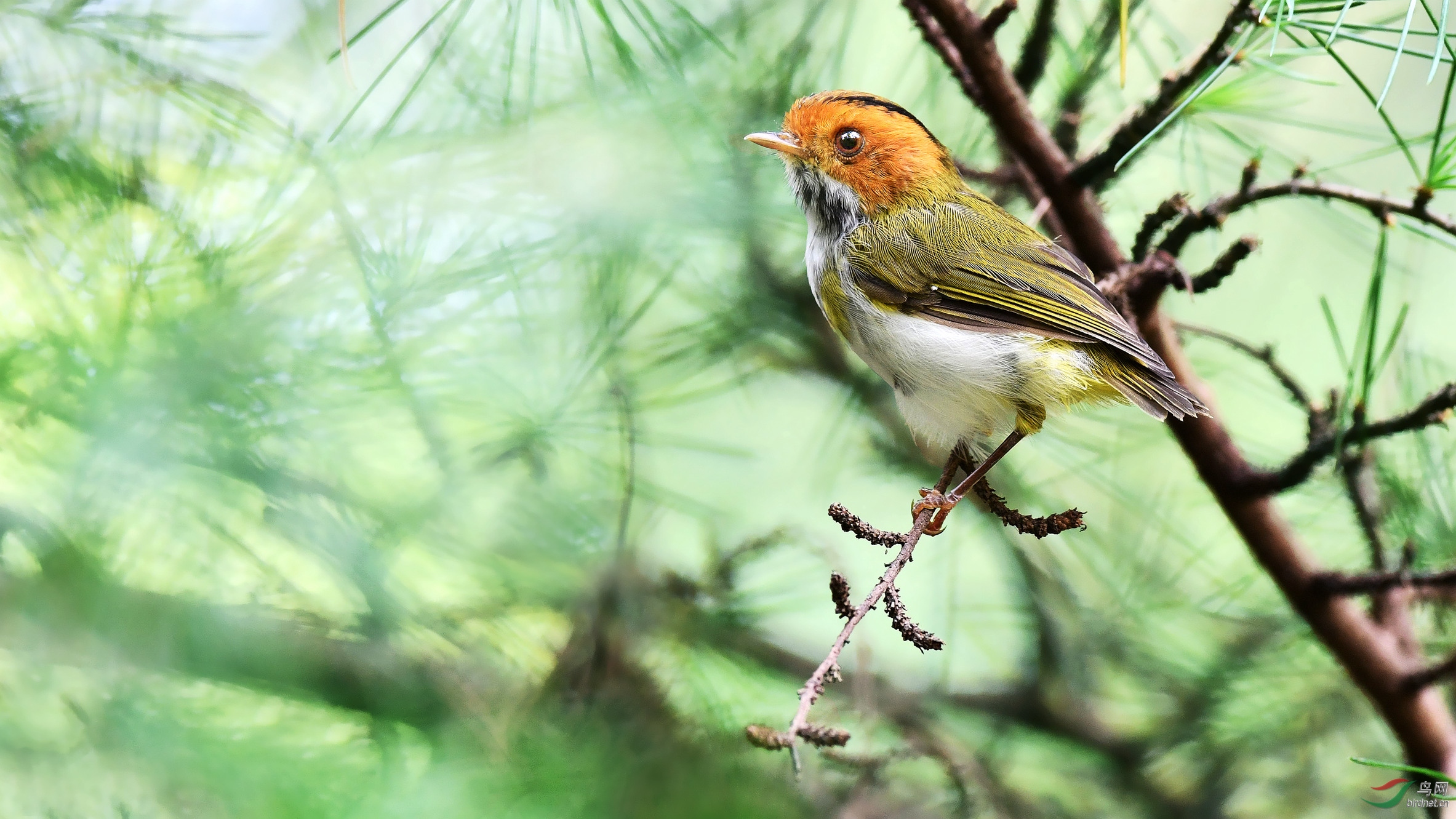 2023新江湾湿地生态观鸟拍鸟基地玩乐攻略,最佳的拍鸟地点。临水修建的...【去哪儿攻略】