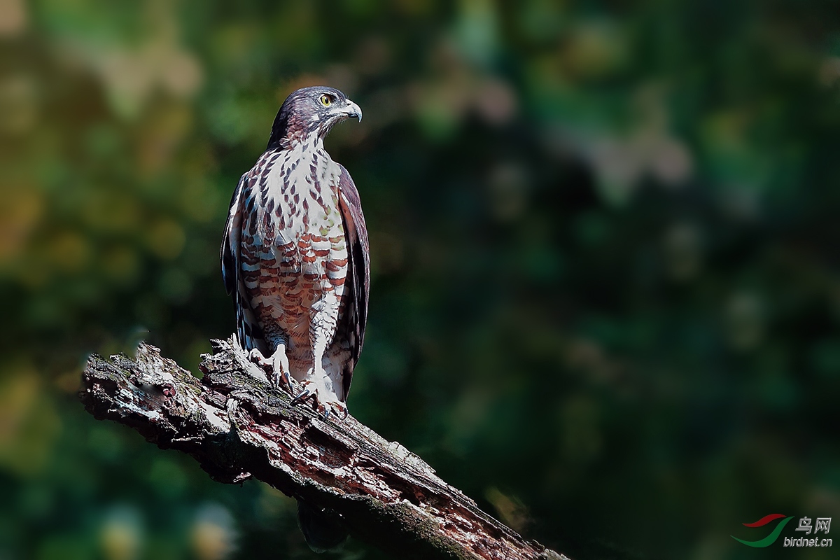 鵟鹰的读音 130920e03zaazcu2a010rr.jpg