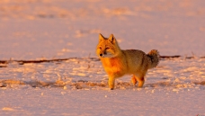 夕阳下的狐狸