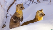 ���ȹ���