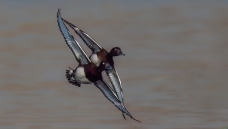 ����˫��