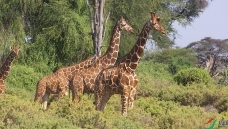 ���ޡ�����¹��