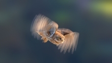 ����