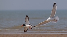 ����׷��