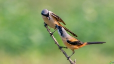 ���ر����͡�