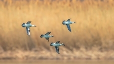 ���������ˡ�