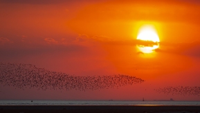 Ӫ������