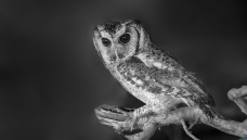 ��ҹ����۾�