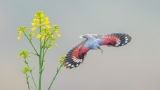 �������ȸ