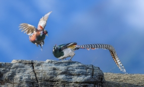 ������ɽ����ɽ�ַ���