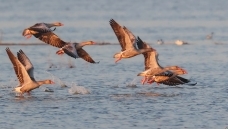 ���ȿֺ�----����