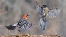�Ҷ�������