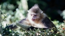 ζ���ü���------