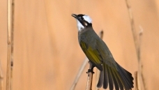 ��ͷ�ǿ���