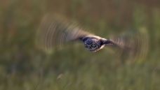 �����ɡ������Ƹ�С�^