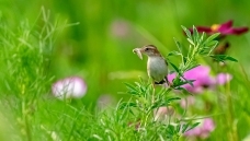 ��ʳ�鳲